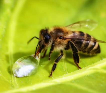 Honey-bee-disease.jpg
