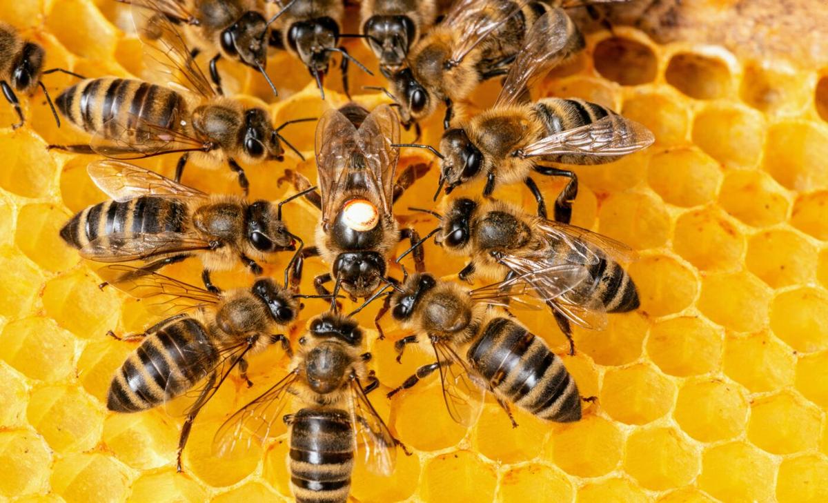 When it comes to bee colonies, size matters