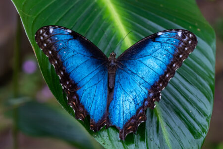 Beautiful,Close,Up,View,Of,The,Electric,Blue,Morpho,Butterfly