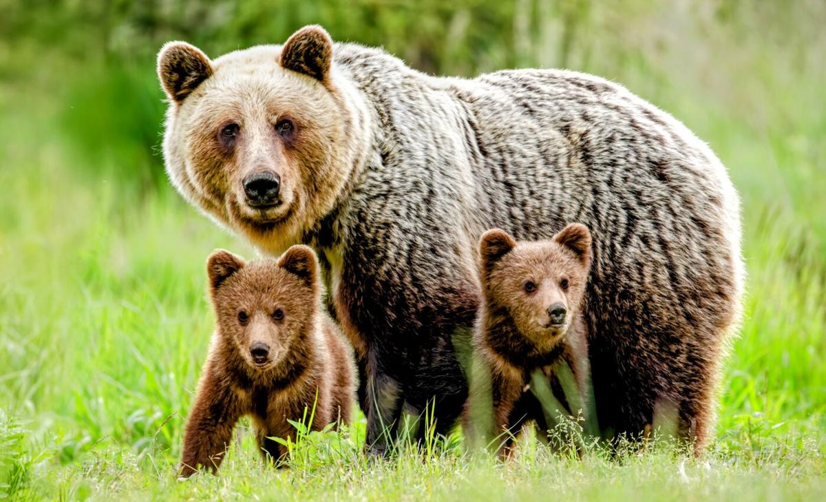 Mammals share the same brain structure, with the exception of humans