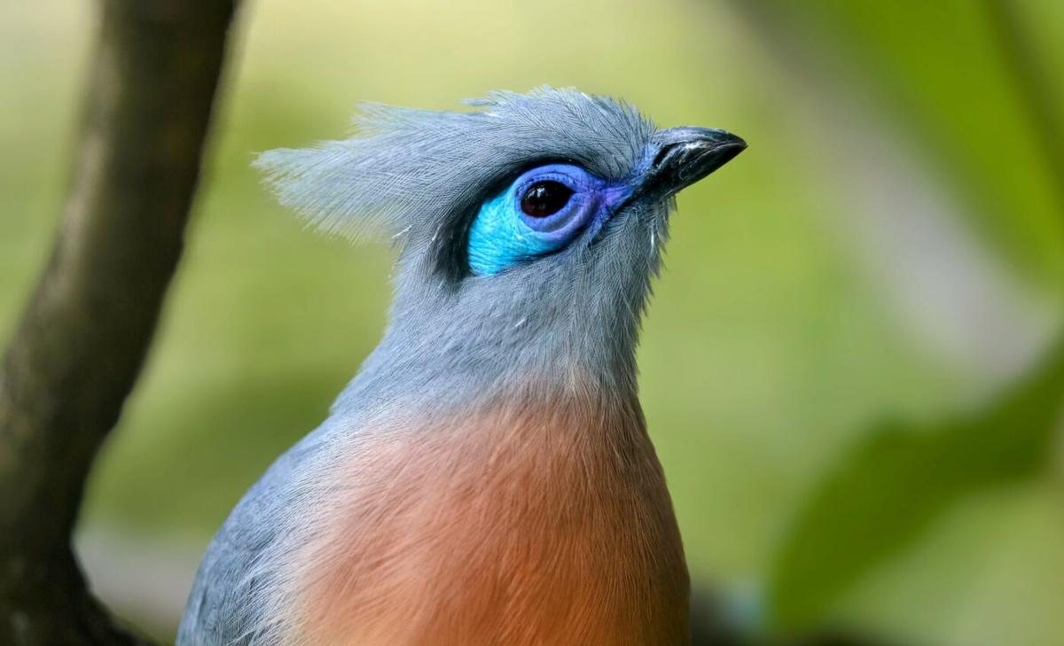 Humans have drastically changed bird communities