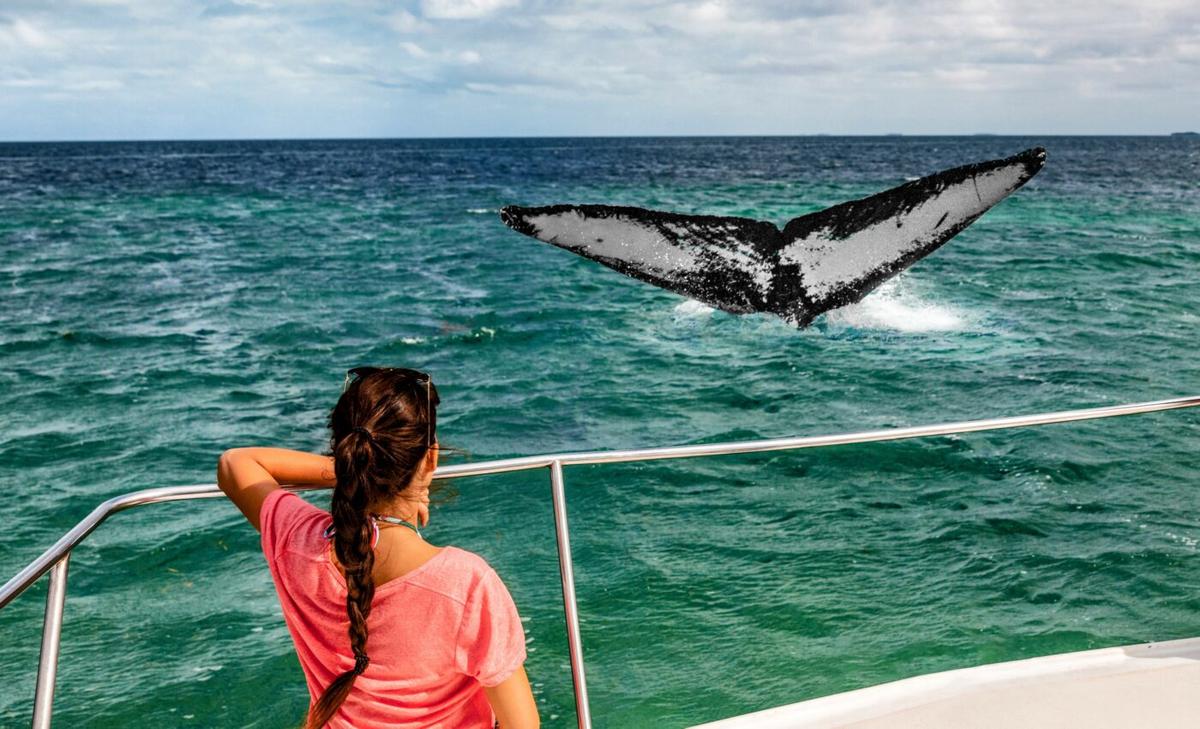 Loud tourist boats endanger the long-term survival of whales
