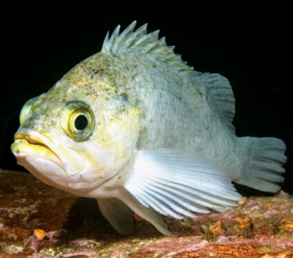 Rockfish.jpg