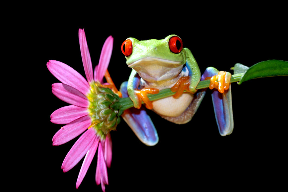 Red Eyed Tree Frog