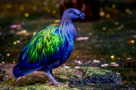Nicobar,Pigeon