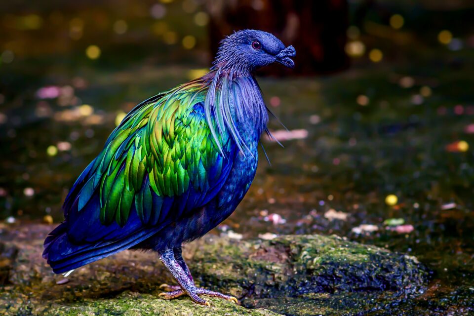 Nicobar Pigeon