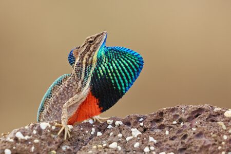 Fan,Throat-ed,Lizard,Male,Get,Beautiful,Colors,During,Mating,Season