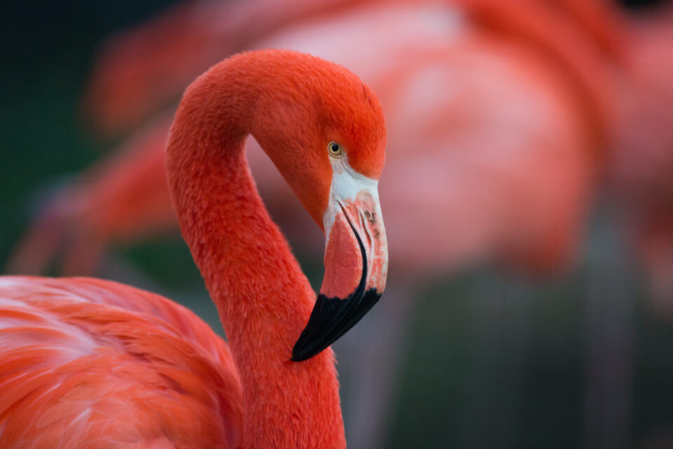 American Flamingo
