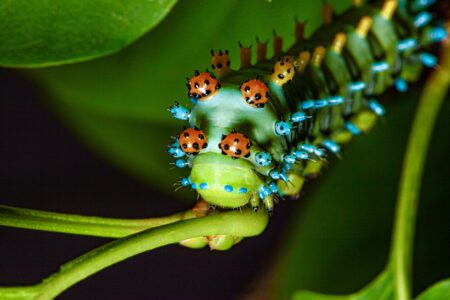Cecropia,Moth,Caterpillar,hyalophora,Cecropia,Feeding,,And,Showing,Distinctive,Warning,Coloration
