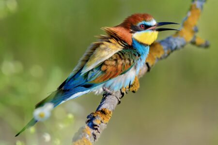 European,Bee-eater,(merops,Apiaster),On,The,Branch