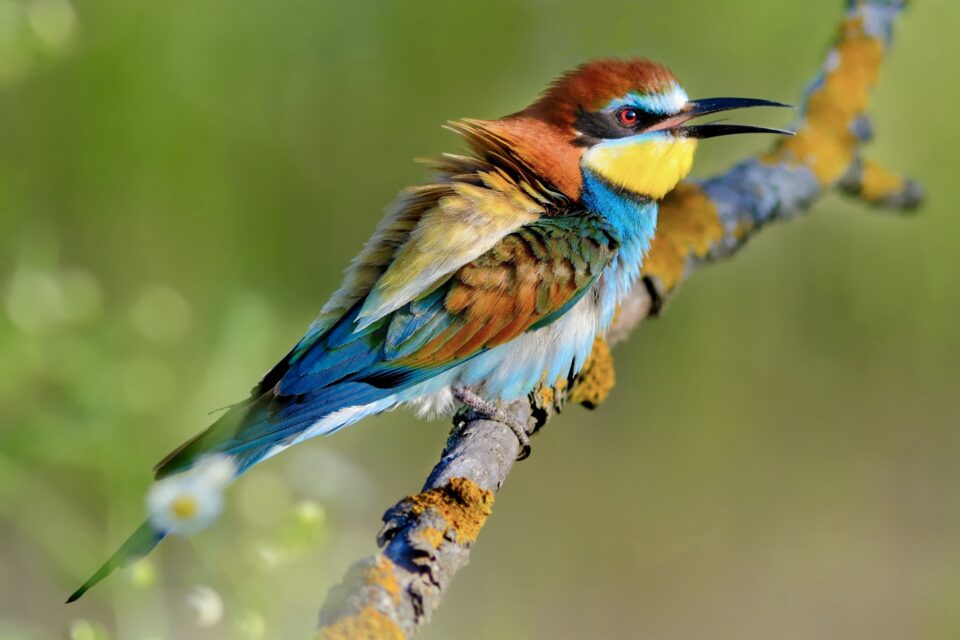 European Bee-eater