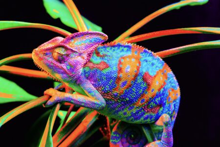 Yemen,Chameleon,Isolated,On,Black,Large,Background.lizard,On,The,Green