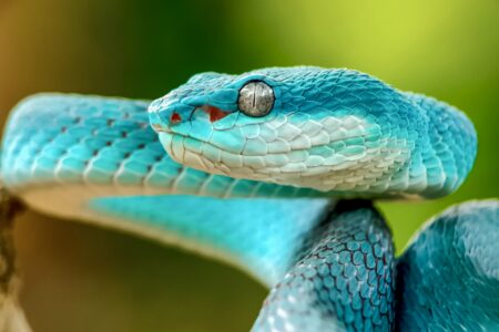 Called,The,White,Lipped,Island,Pit,Viper‚