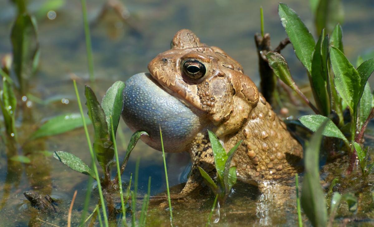 Male frogs carry tadpoles in their legs