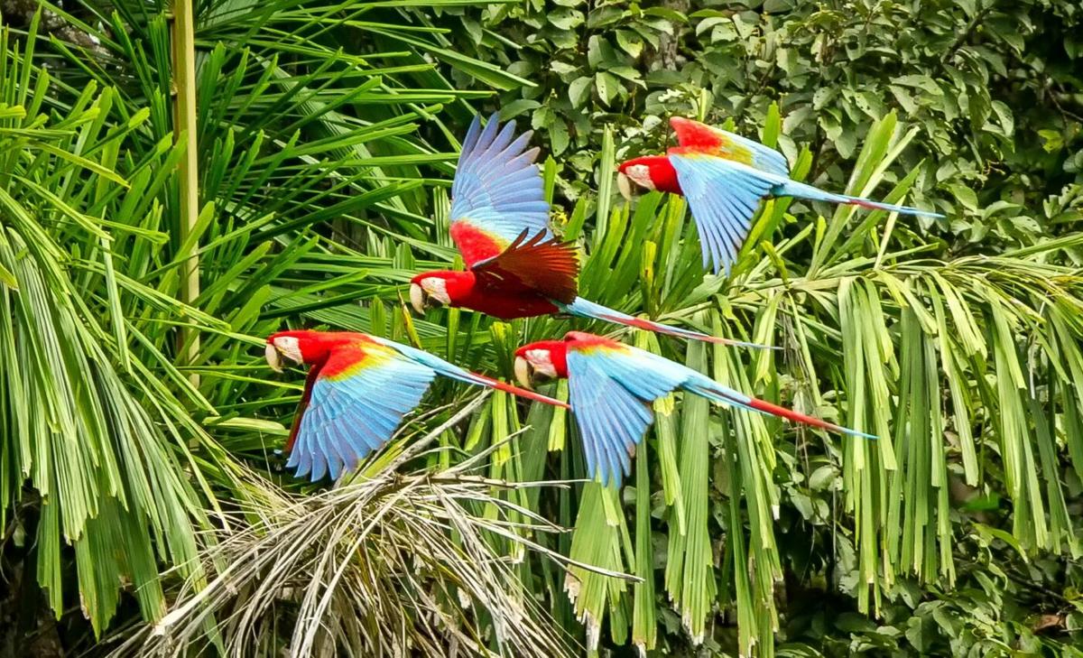 Amazonian birds are changing shape in response to global warming