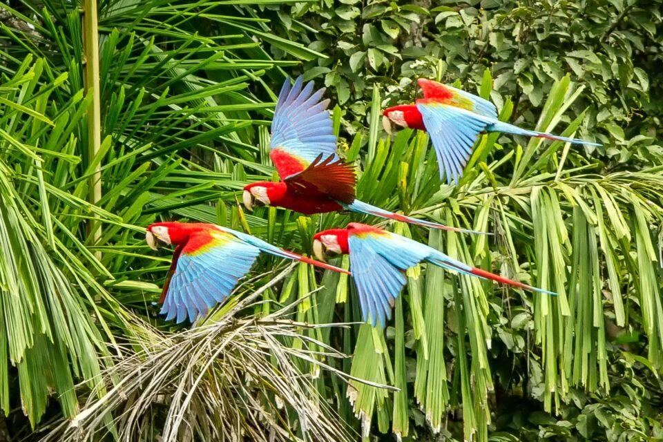 Amazonian birds are changing shape in response to global warming