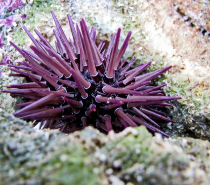 Sea-urchin.jpg