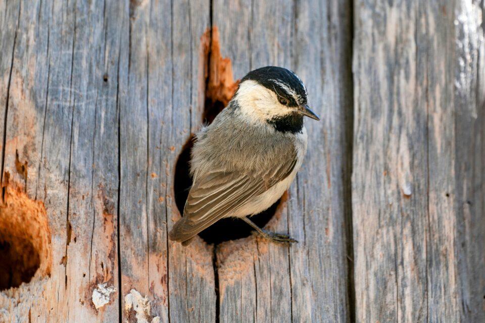 Chickadees are genetically inclined to have a remarkable memory