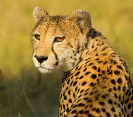 Cheetah,In,The,African,Bush,And,Game,Reserves