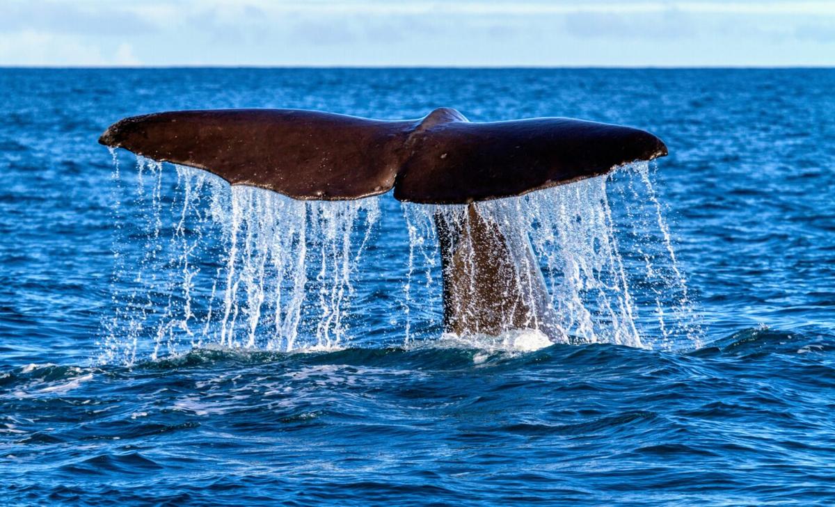 New beaked whale discovered in New Zealand