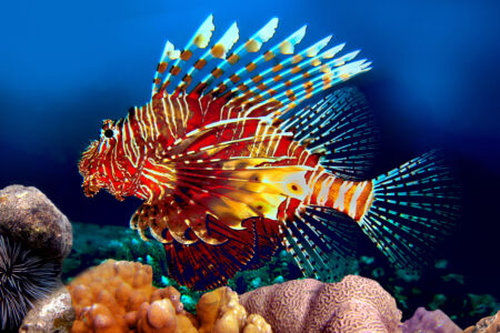 Red,Lionfish