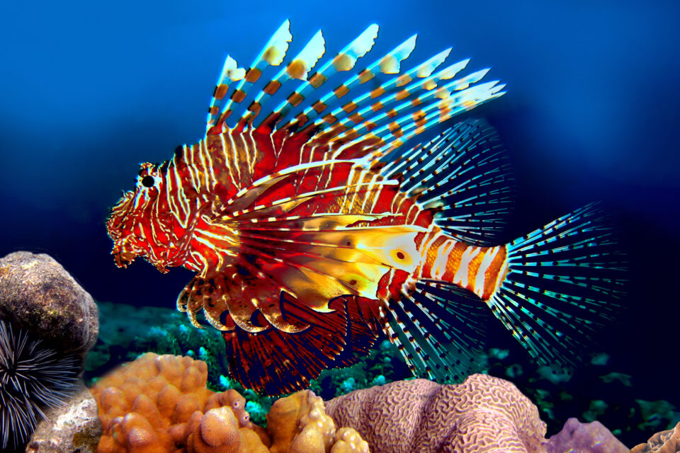 Red Lionfish