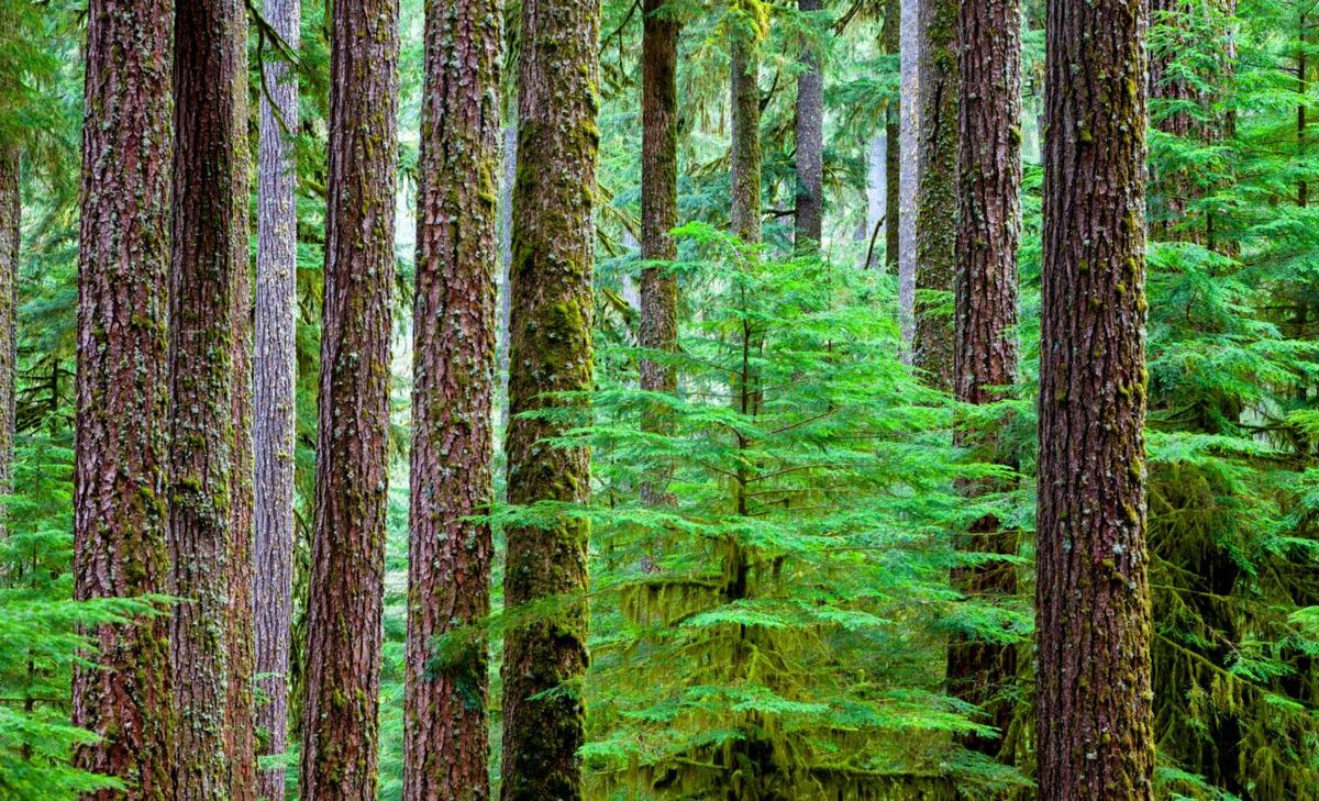 Wildfires help trees move to a better climate