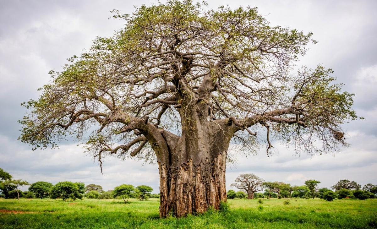 Africa’s Great Green Wall is economically worthwhile