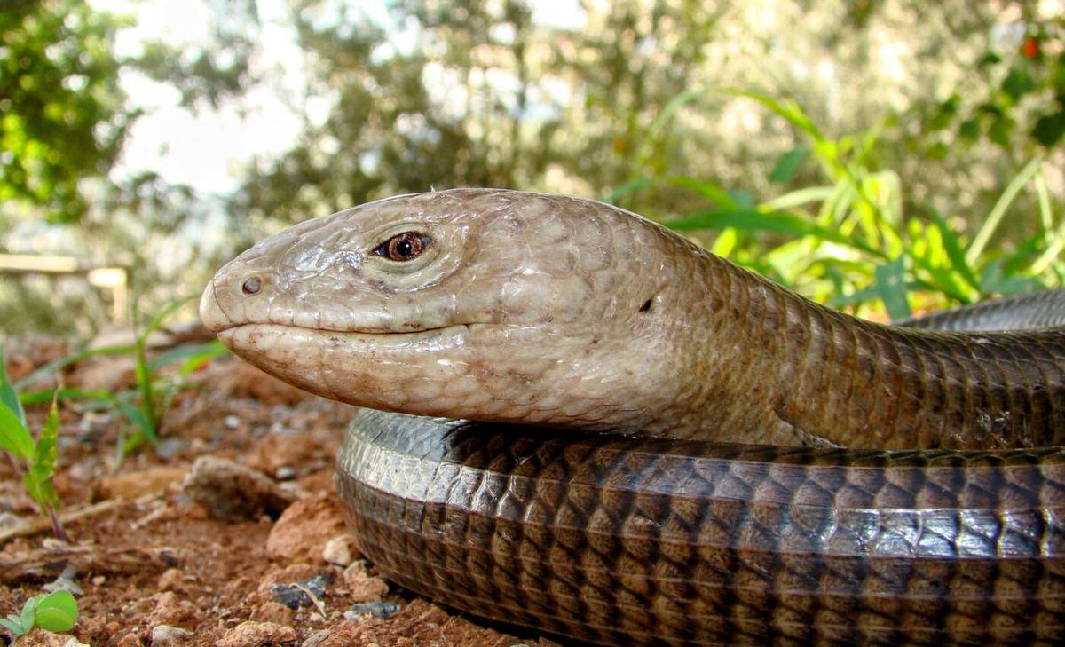 Fossil linking snakes and lizards was falsely identified