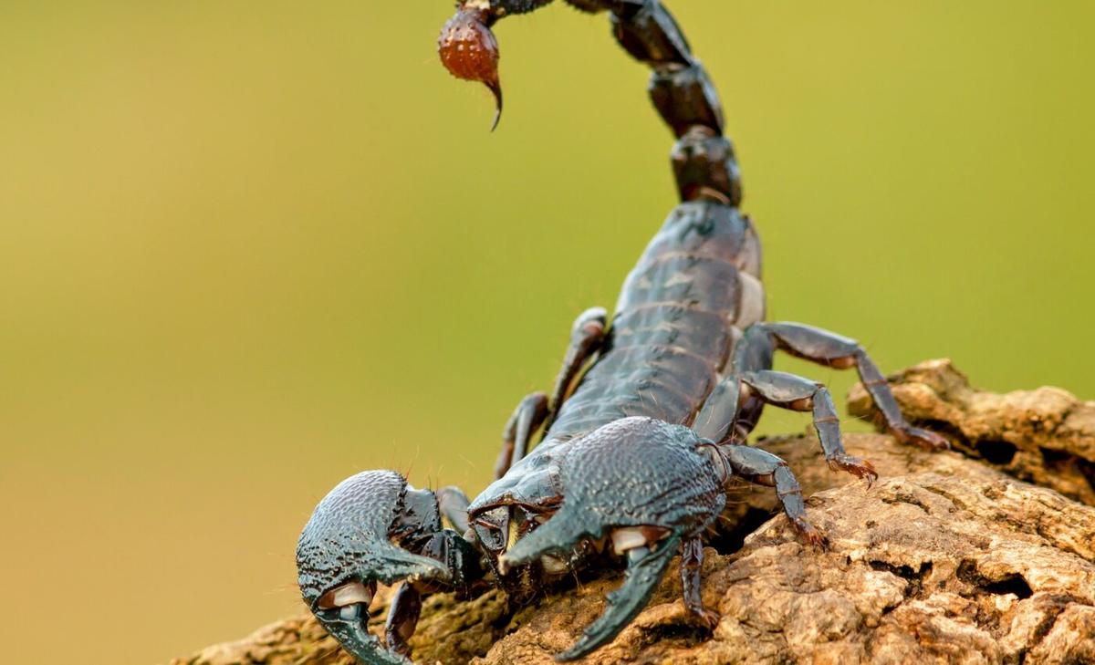 Scientists find a new way to study venom production