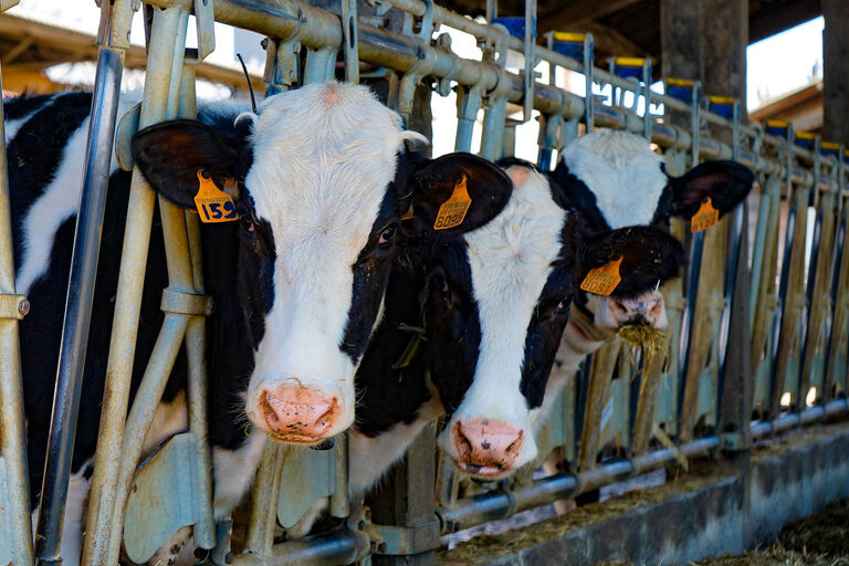 Milking area