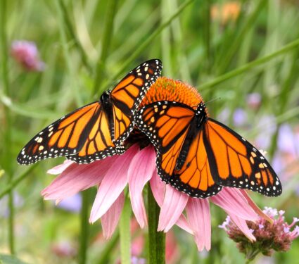 Two,Monarch,Butterflies,With,Wings,Spread,On,A,Pink,Cone