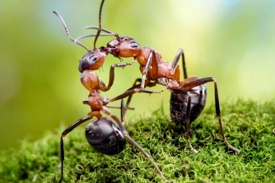 Ants swap spit to share food and special fluids