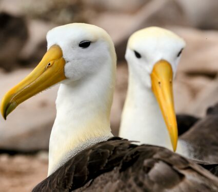 Albatrosses.jpg