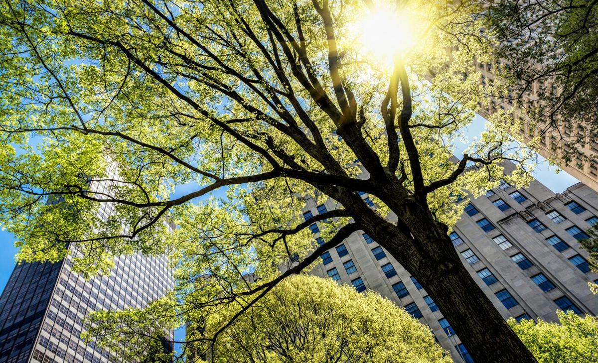Artificial lights cause earlier tree greening in the spring