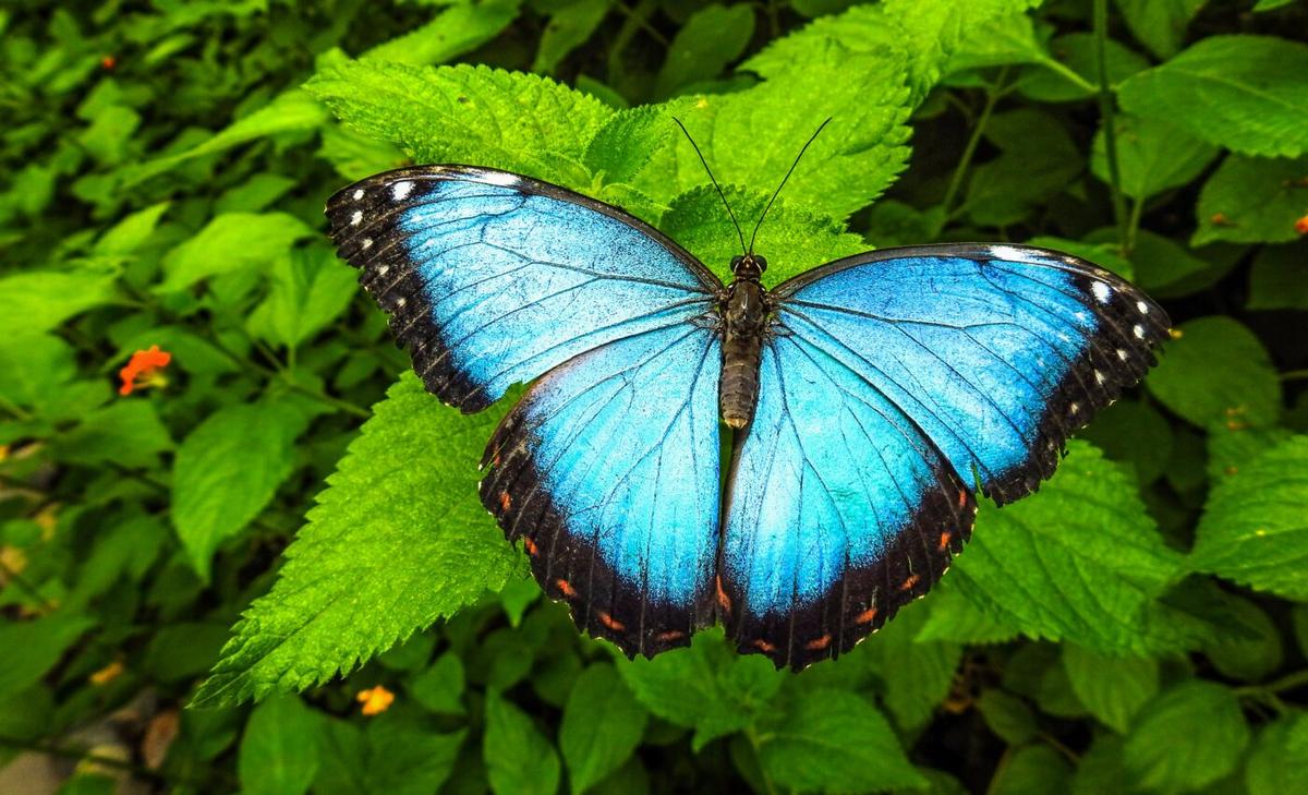 Butterflies’ habitat influences their flight behavior
