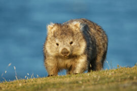Vombatus,Ursinus,-,Common,Wombat,In,The,Tasmanian,Scenery,,Eating