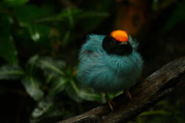 Blue,Manakin,Or,Swallow-tailed,Manakin,(chiroxiphia,Caudata),,Also,Called,Tangará,