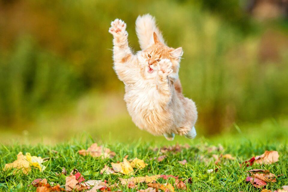 How to tell whether your cat is a psychopath