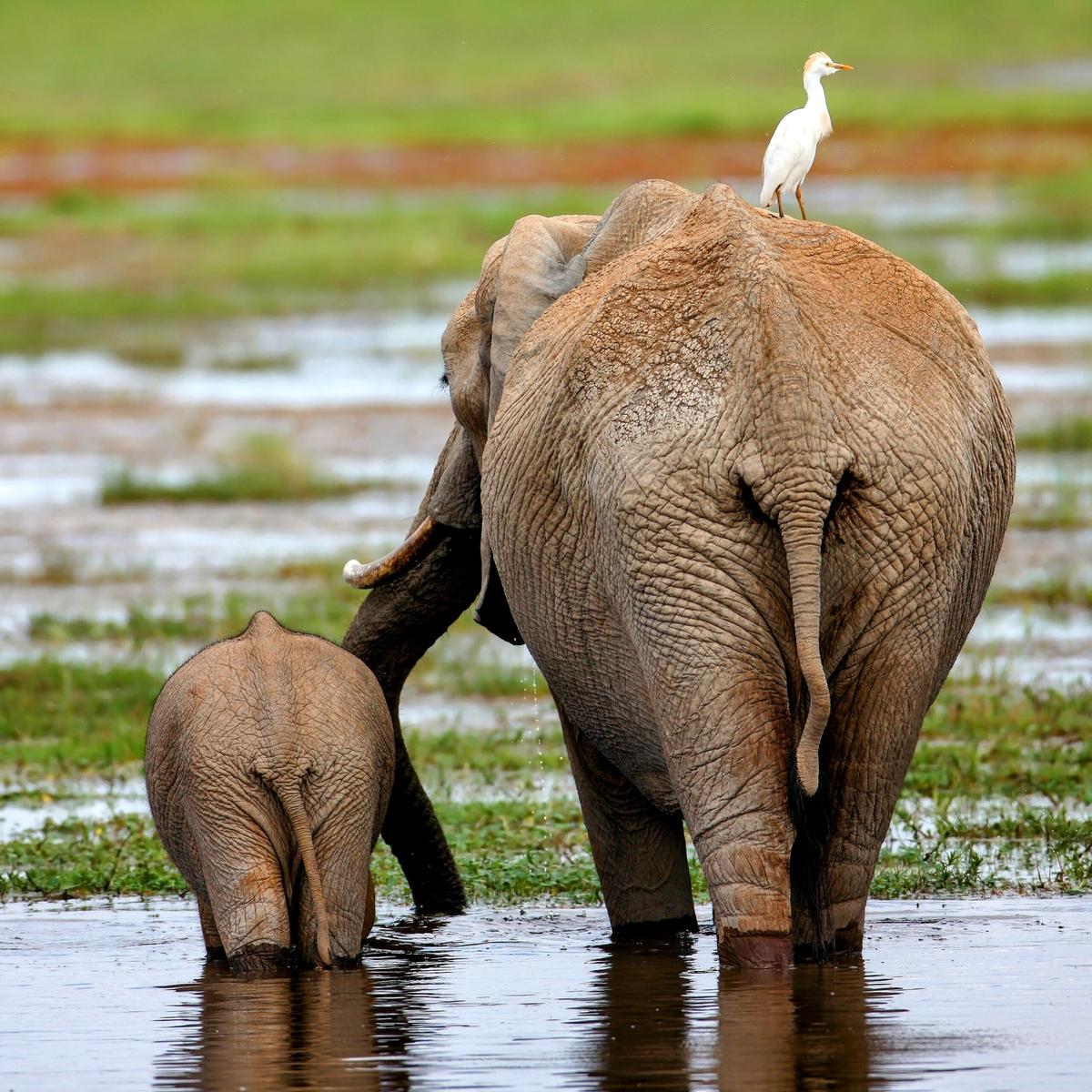 Humans threaten the survival of Ethiopian elephants