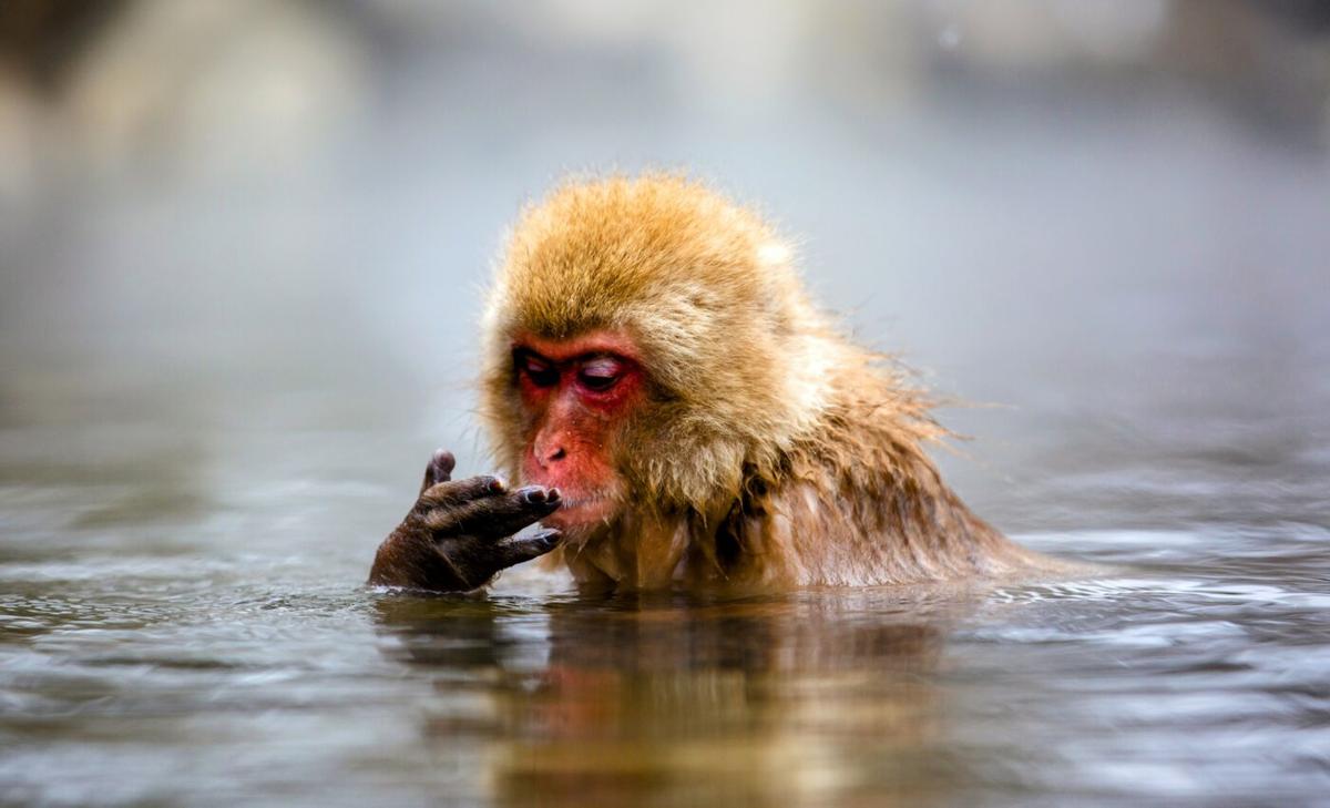 Snow monkeys go fishing to survive during the winter