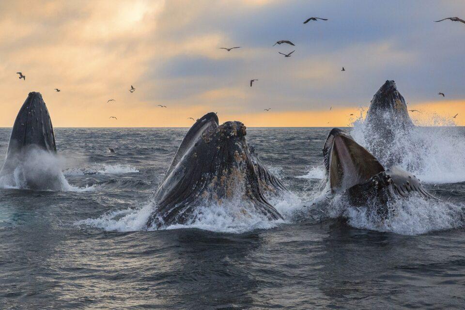 Humpback whale songs are used to locate, not attract, other whales