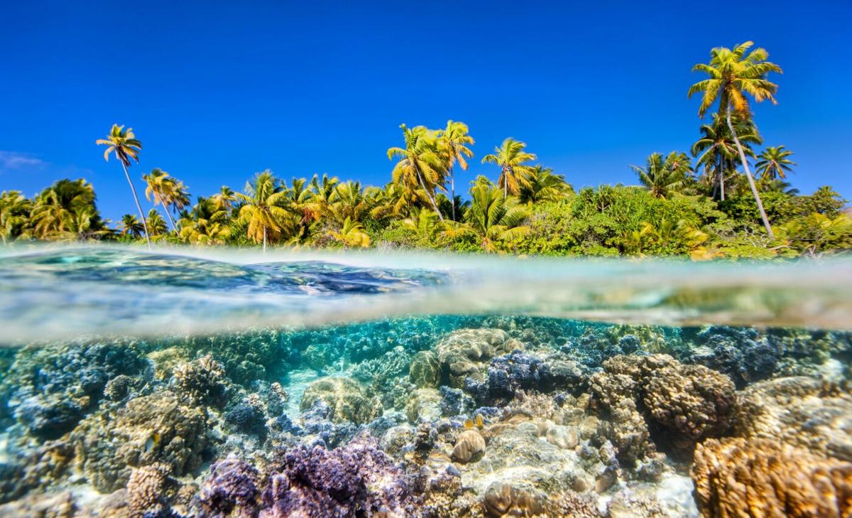 Millions of pounds of microplastics are stored in coral reefs