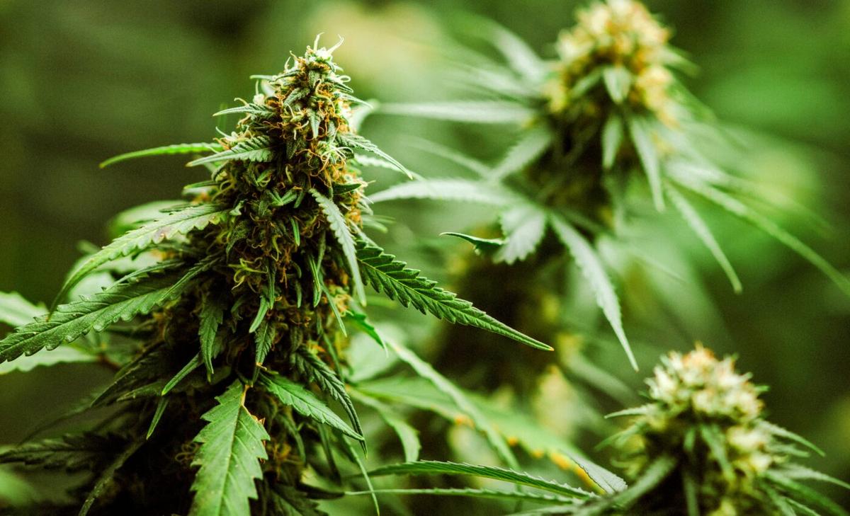 Cannabis use may reduce male fertility across generations