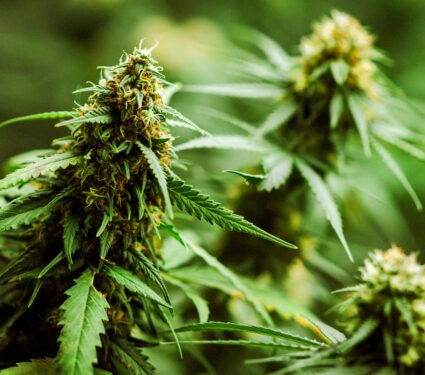 Cannabis2.jpg