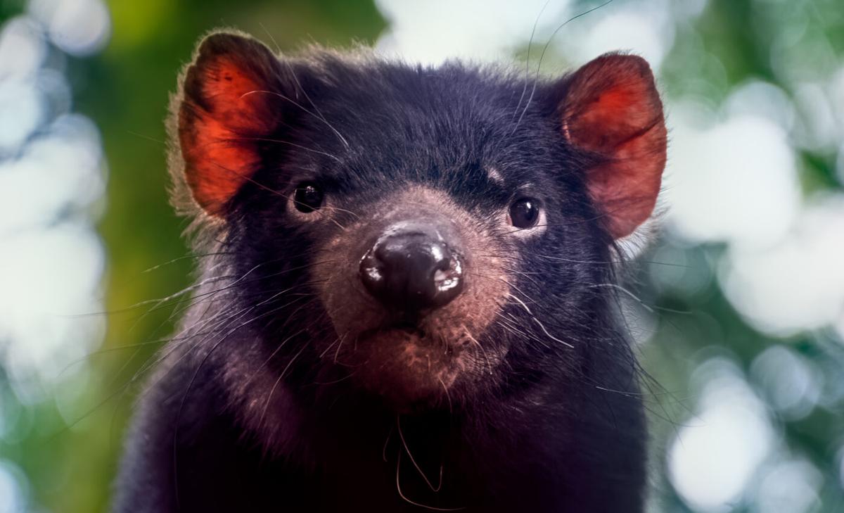 Whiskers reveal what Tasmanian devils ate months ago