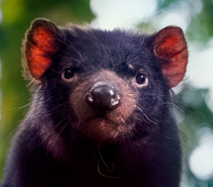 Tasmanian,Devil,Sitting,On,Branch,At,Cradle,Mountain,Breeding,And