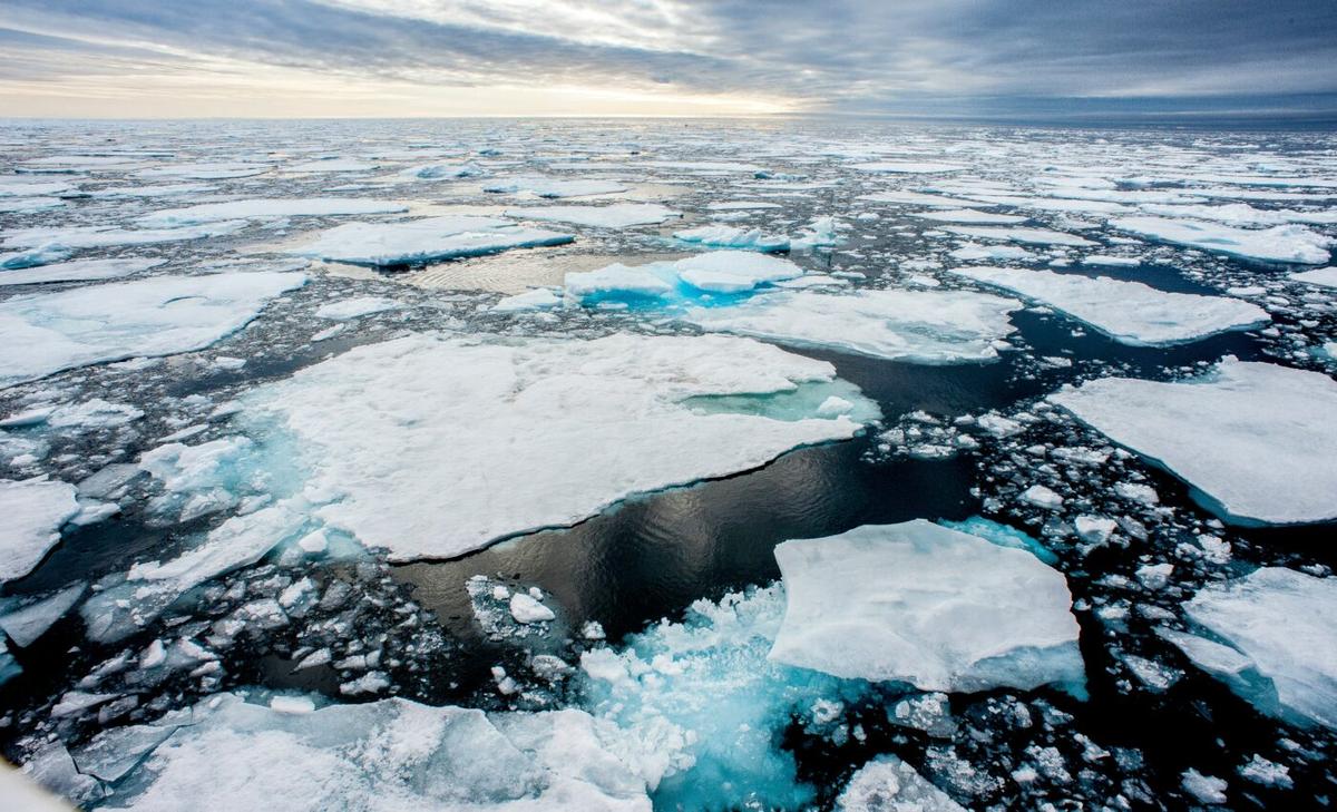 Melting Arctic ice gives killer whales new opportunities