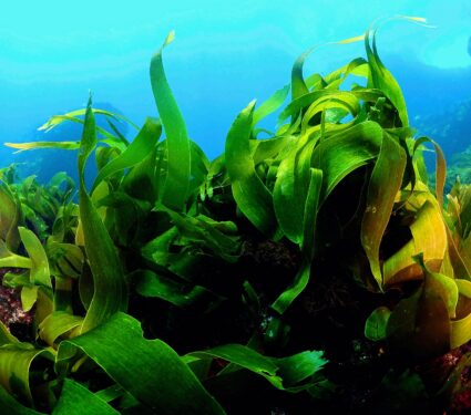 Giant-kelp.jpg