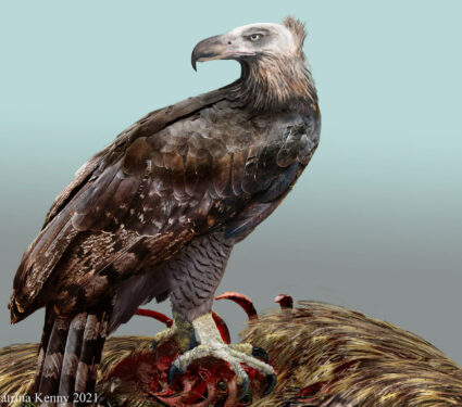 2021/12/image_10324e-Haasts-Eagle.jpg